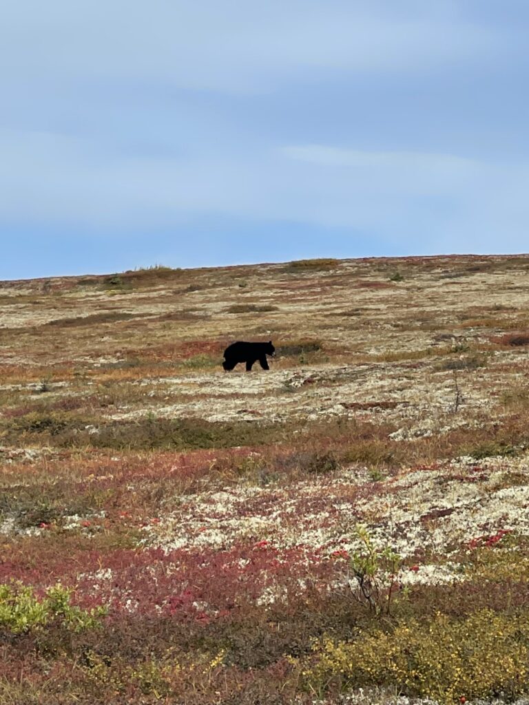 Alaska_Bear_Hunts-Wolverine_Outfitter (2)