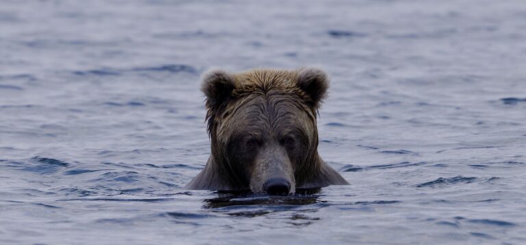 Alaska_Bear_Hunts-Wolverine_Outfitter (2)