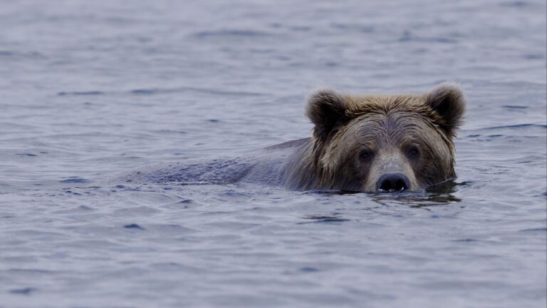 Alaska_Bear_Hunts-Wolverine_Outfitter (3)