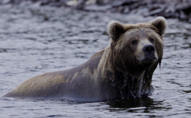 Alaska_Bear_Hunts-Wolverine_Outfitter (4)