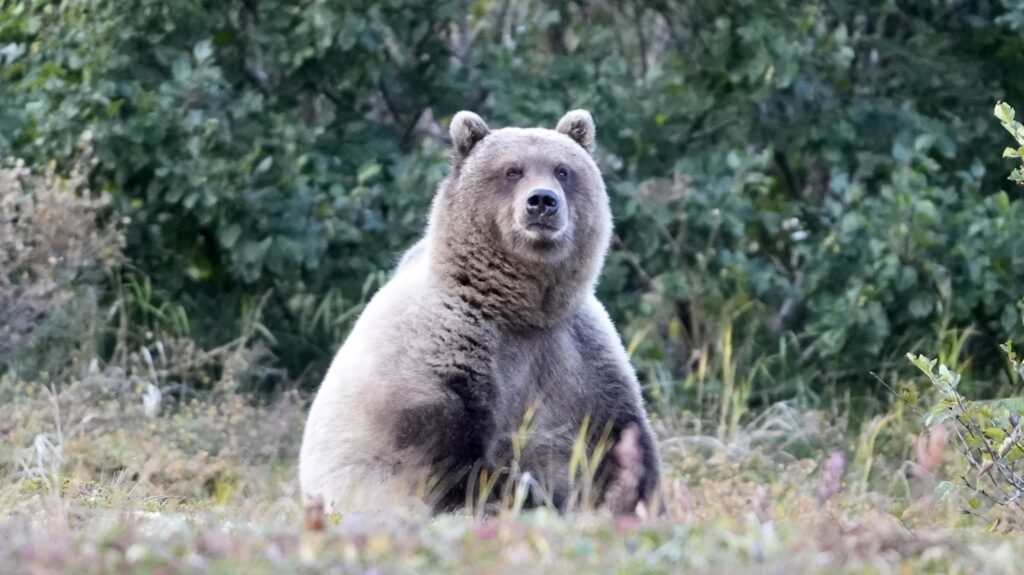 Alaska_Bear_Hunts-Wolverine_Outfitter (5)