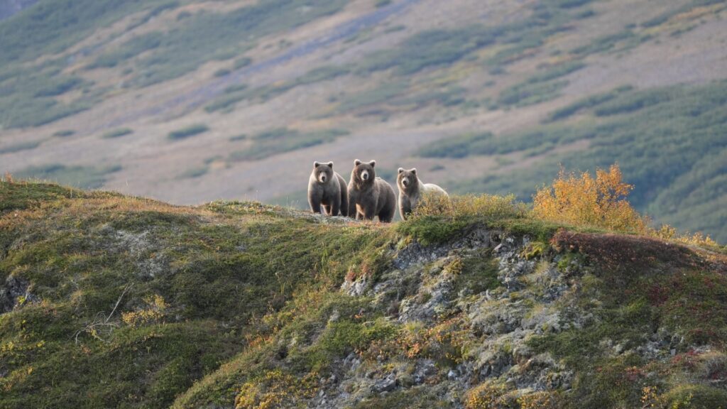 Alaska_Bear_Hunts-Wolverine_Outfitter (6)