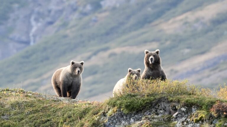 Alaska_Bear_Hunts-Wolverine_Outfitter (7)