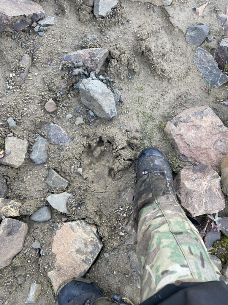 Alaska wolf track