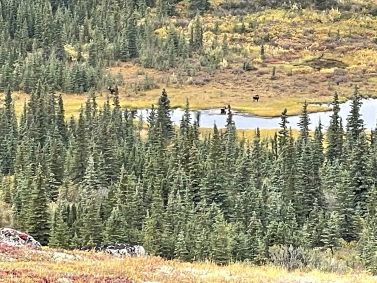 Alaska Moose Grazing Around