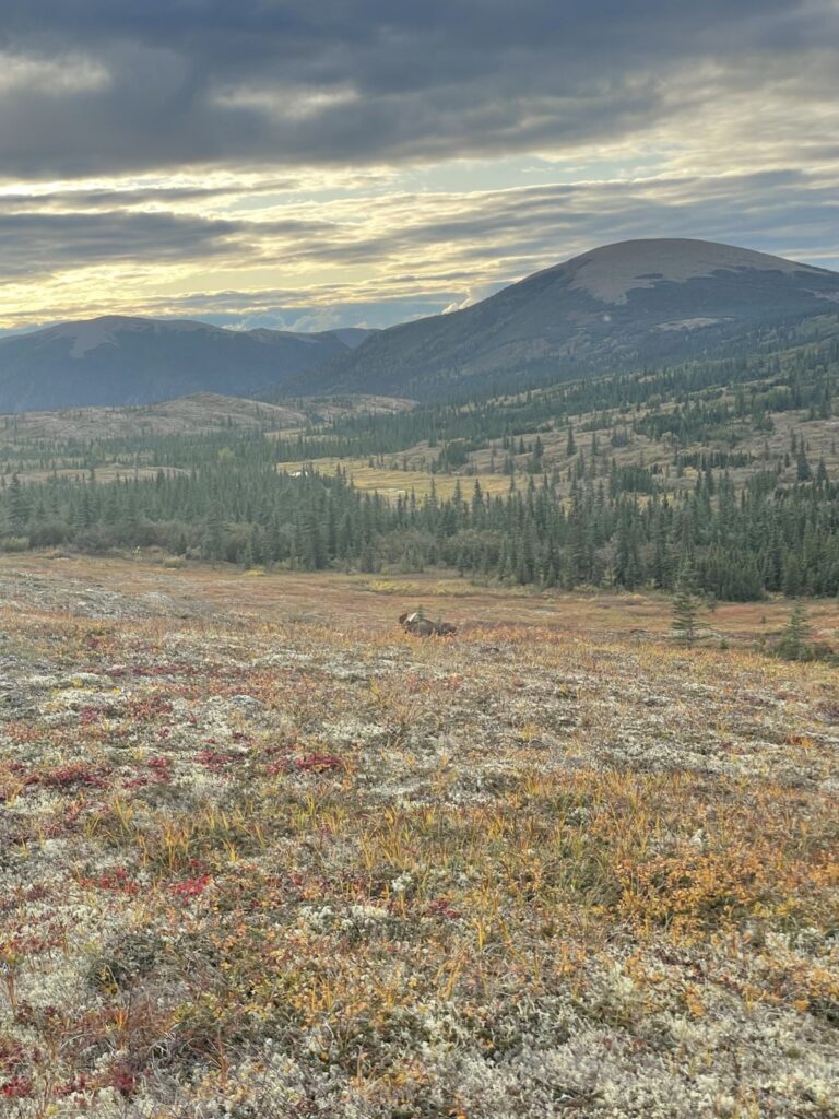 Alaska Bull Moose 60 Yards