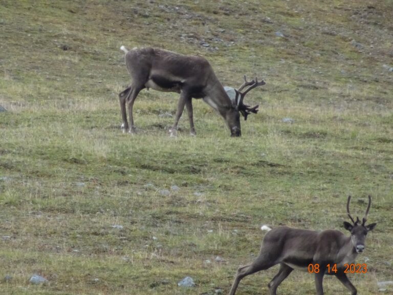 Caribou Hunts Alaska with Wolverine Outfitter