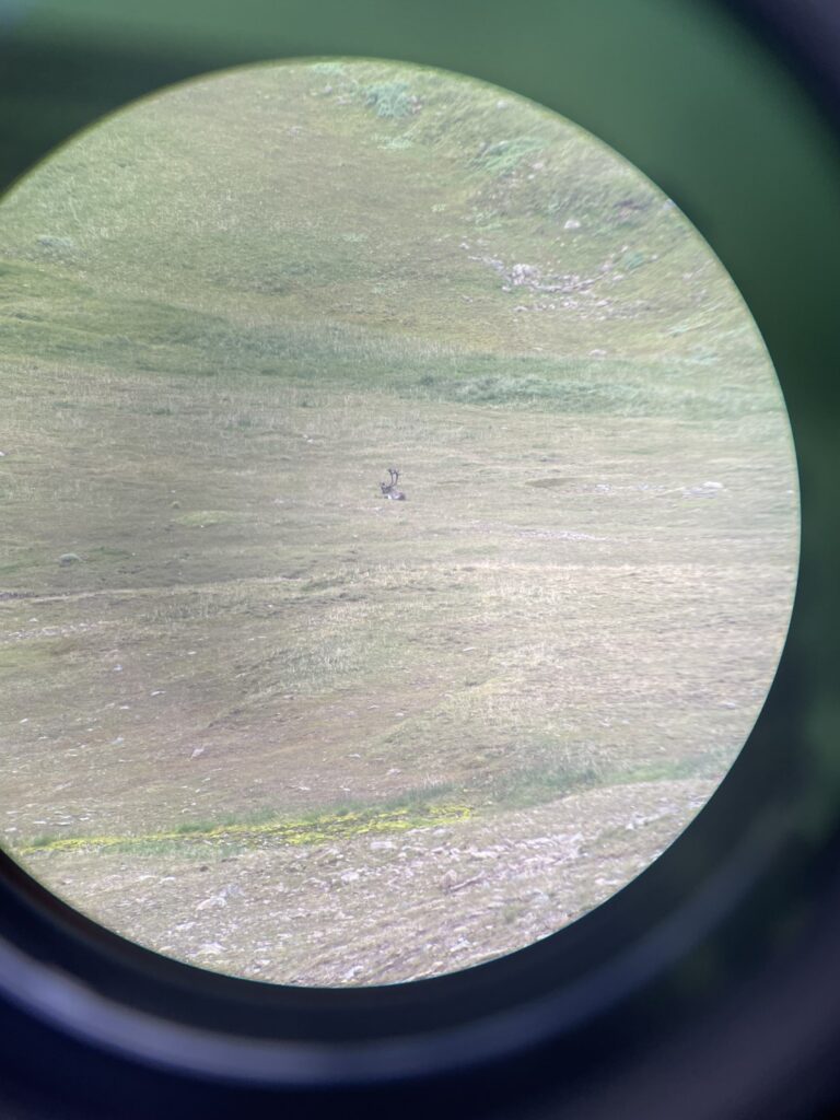 Alaska Bull Caribou laying around