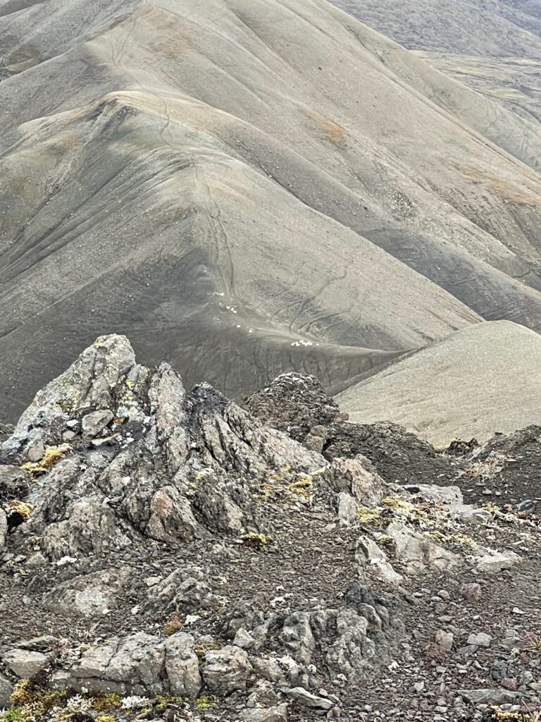 Alaska Dall Sheep Ewes and Lambs