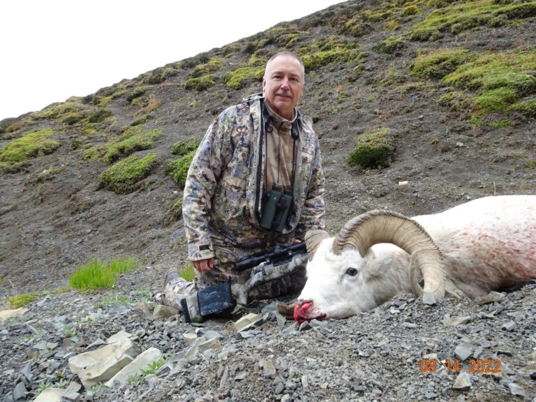 Alaska Dall Sheep Birthday Ram