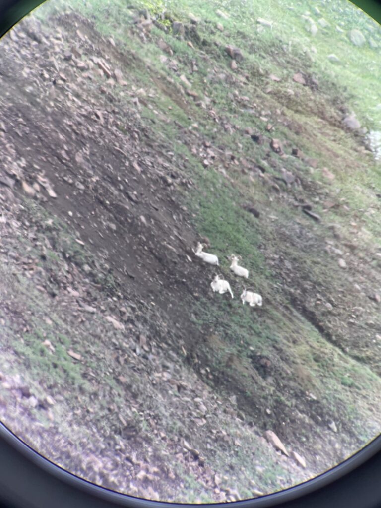 4 Alaska Dall Sheep Rams