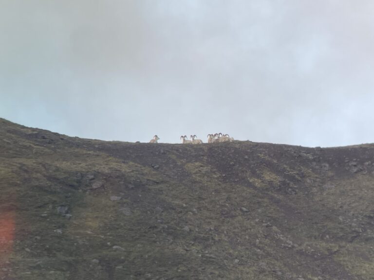 Band of 7 Alaska Dall Sheep Rams