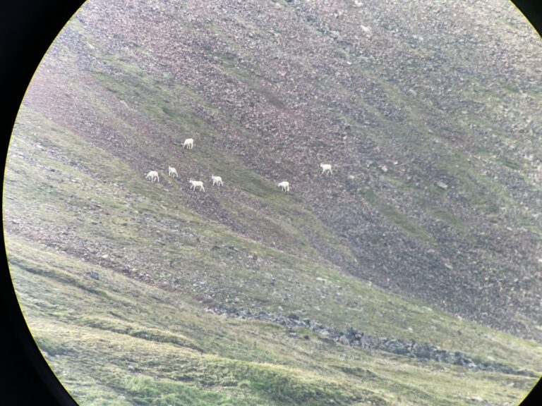 7 Alaska Dall Sheep Rams Grazing