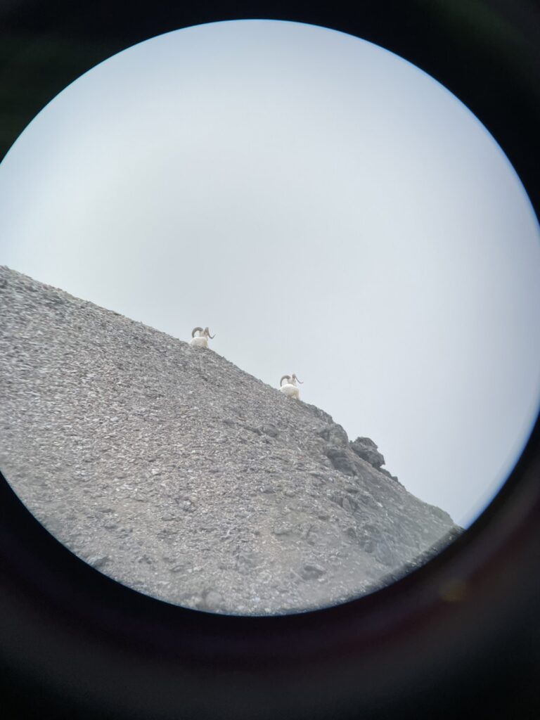 Couple Nice Alaska Dall Sheep