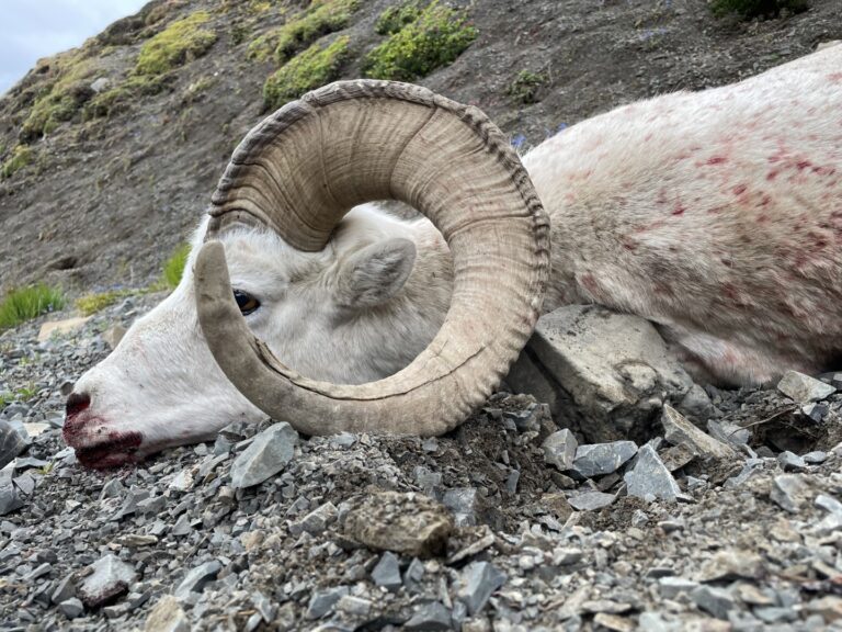 Alaska Dall Sheep Full Curl Ram