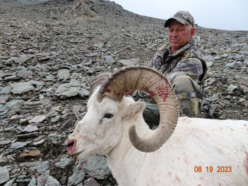 Nice 9 Year Old Alaska Dall Sheep Ram