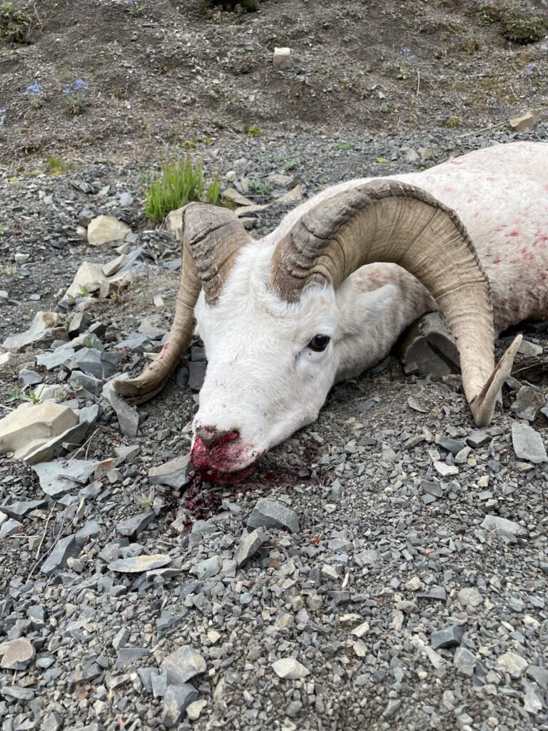 Broken Alaska Dall Sheep Ram