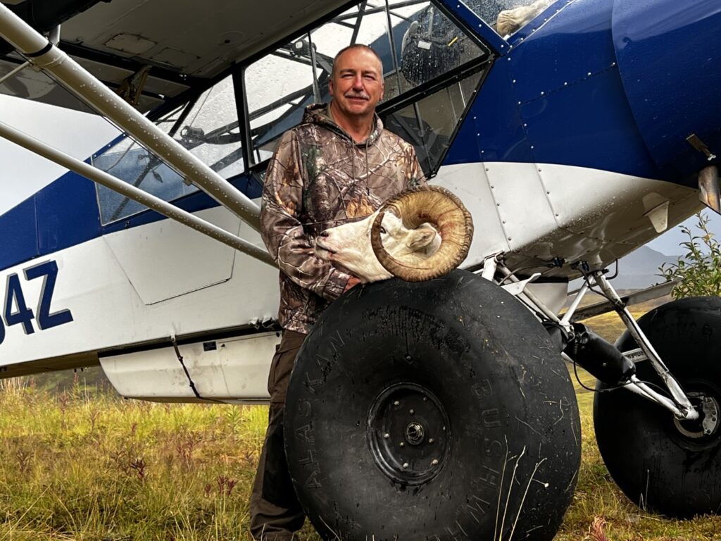 Nice Alaska Dall Sheep Ram