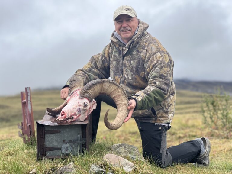 Alaska Dall Sheep Ram Cleaned Up