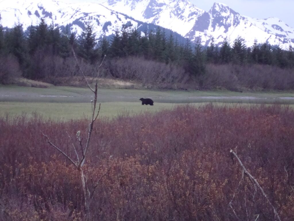 Nice Alaska Black Bear