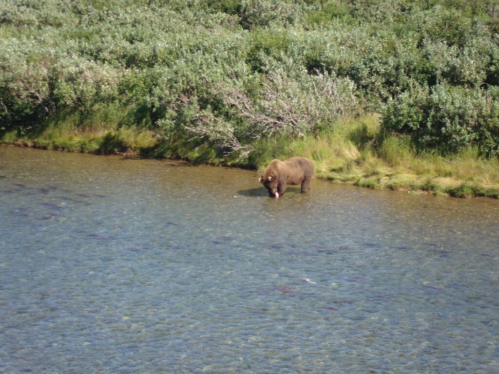 Alaska Brown Bear fishing