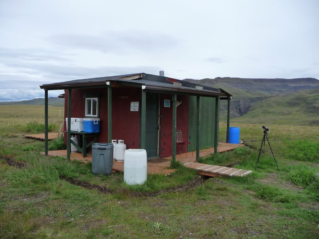 Alaska Dall Sheep Grizzly Cabin