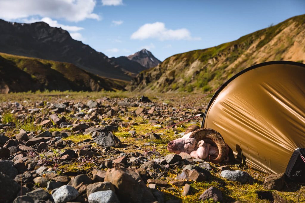 Alaska day after Dall Sheep hunt