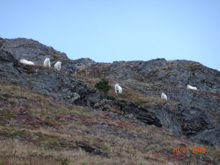 Alaska Mountain Goats on the lookout