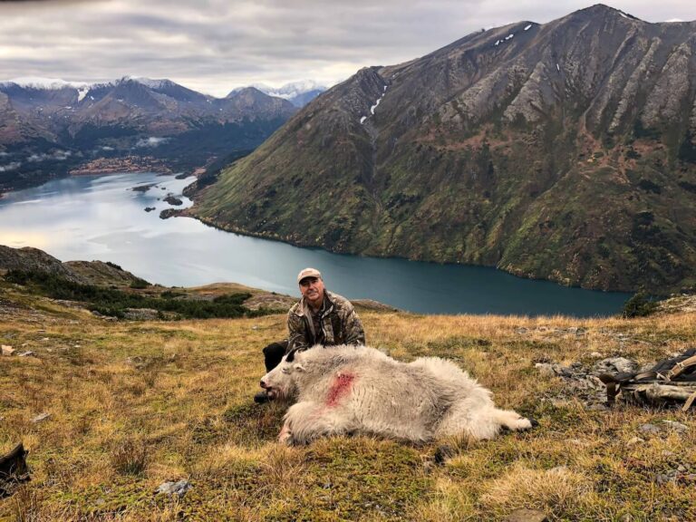 Alaska Mountain Goat with a view