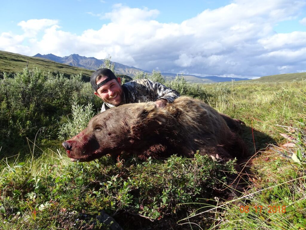 Grizzly Bear Alaska Hunt with Wolverine Outfitter