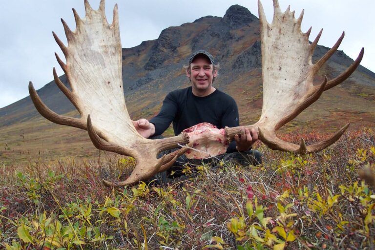 Alaska Moose