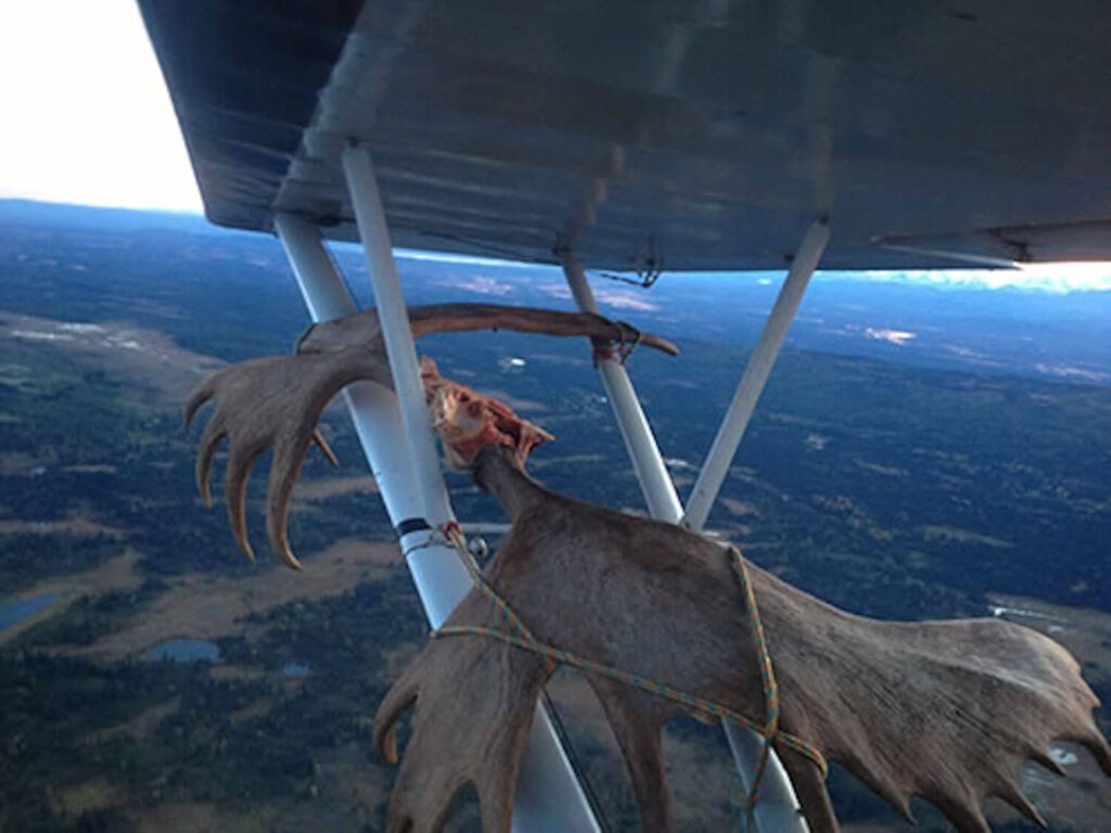 Alaska Moose Air Ride