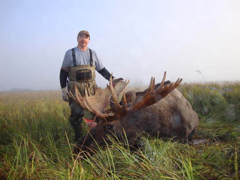 Really Nice Alaska Moose