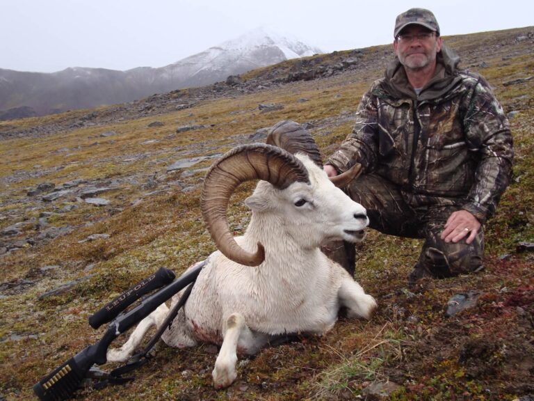 Nice 10 1/2 Year Old Last Day Alaska Dall Sheep Ram Day 10