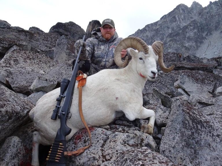 Alaska Dall Sheep Ram In the Rocks