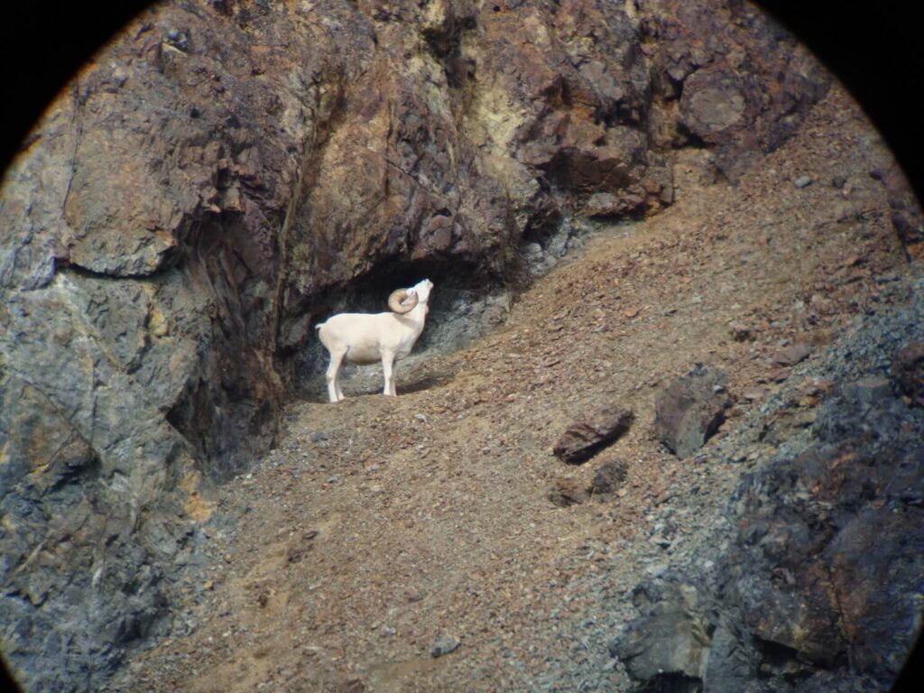 Alaska Dall Sheep Ram Cool Pic