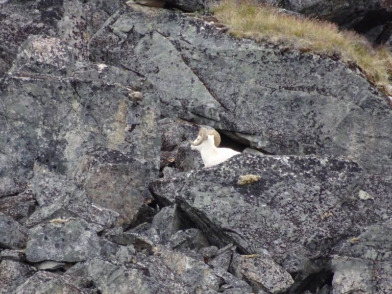 Alaska Dall Sheep Rock Ram