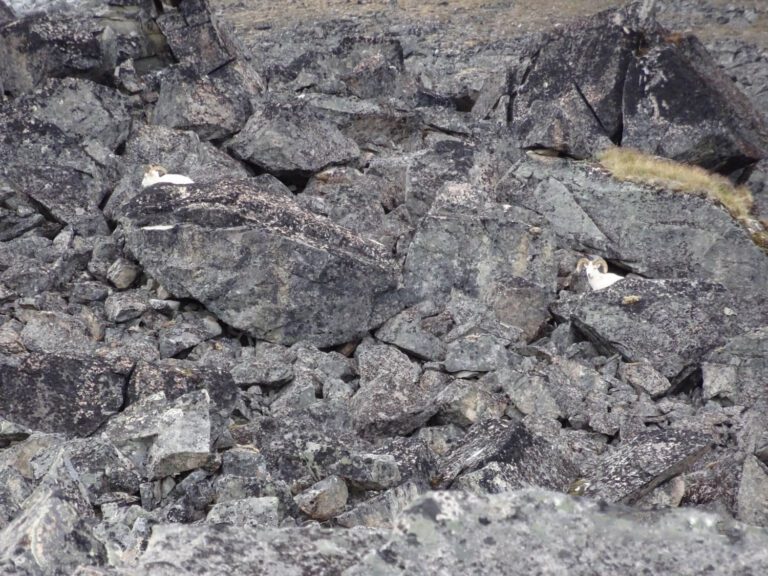 Alaska Dall Sheep Rams In The Rocks