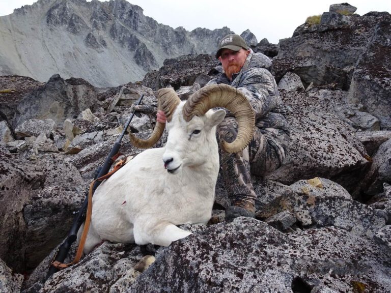 Heavy 9 Year Old Double Broom Alaska Dall Sheep Ram