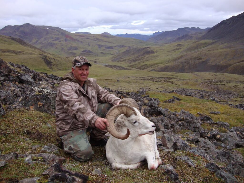 Nice Alaska Dall Sheep Ram With Scenery