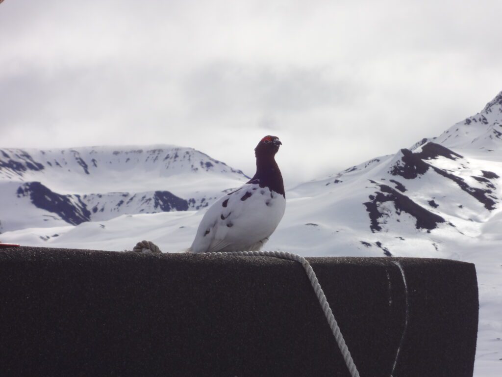 Alaska Ptarmigan