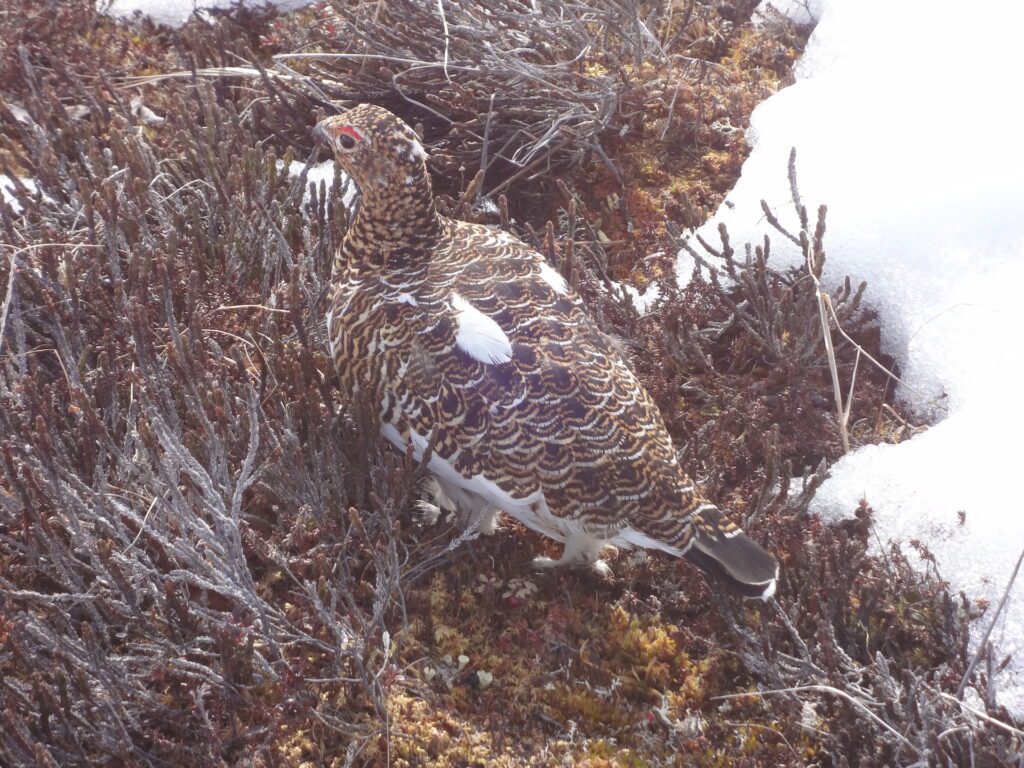 Alaska Ptarmigan Camo