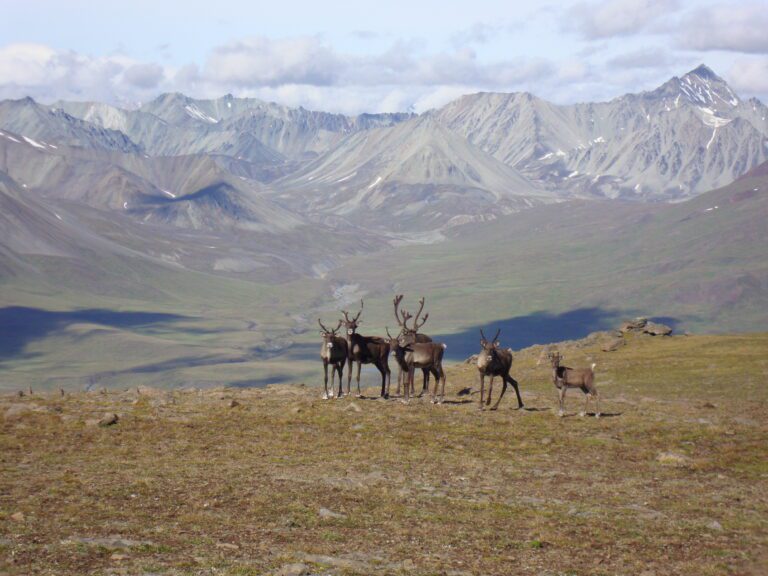 Alaska Caribou Grazing