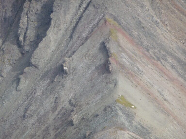 Alaska Dall Sheep Pasture