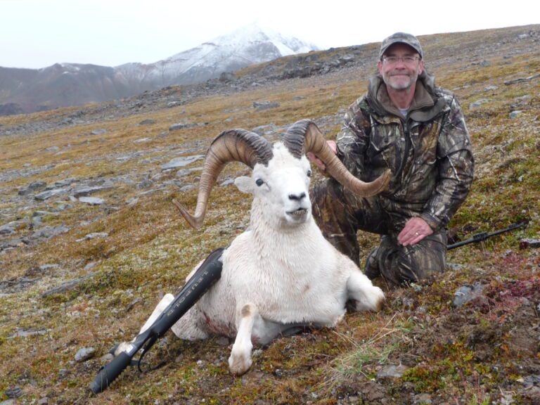 Old Alaska Dall Sheep Ram