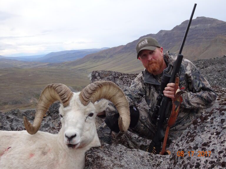 Heavy Alaska Dall Sheep Ram