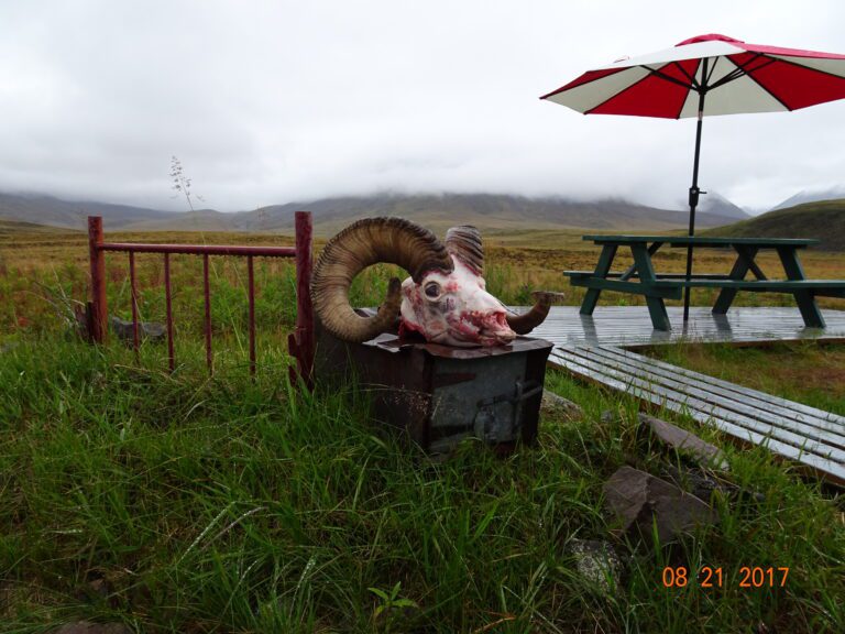 Alaska Dall Sheep Back at Camp