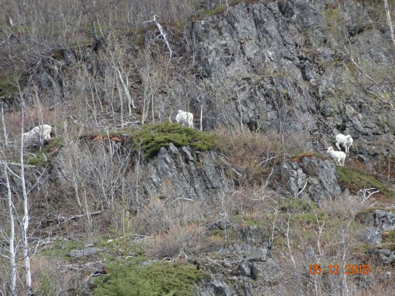 Alaska Dall Sheep Lambing Springtime