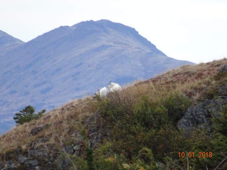 Alaska Mountain Goats close up