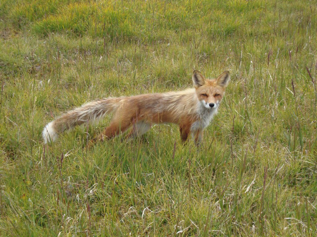 Curious Alaska Red Fox